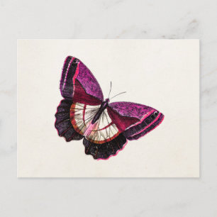 Carte Postale Papillon rouge rose vintage 1896 Modèle blanc