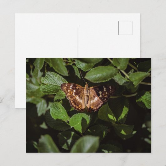 Carte Postale Papillon sauvage dans le feuillage vert (Devant / Derrière)