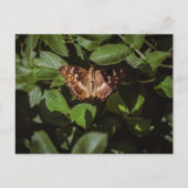 Carte Postale Papillon sauvage dans le feuillage vert (Devant)