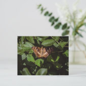 Carte Postale Papillon sauvage dans le feuillage vert (Debout devant)