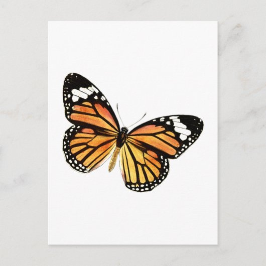 Carte Postale Papillon Schmetterling (Devant)