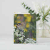 Carte Postale Papillon skipper sur une fleur (Debout devant)
