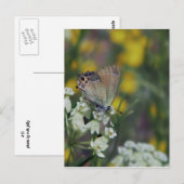Carte Postale Papillon skipper sur une fleur (Devant / Derrière)