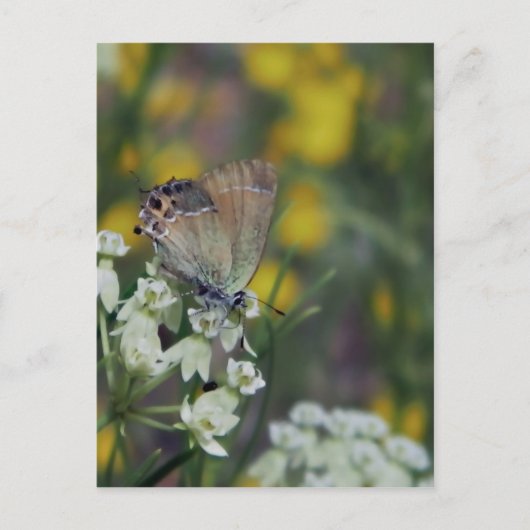Carte Postale Papillon skipper sur une fleur (Devant)