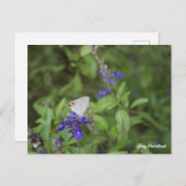 Carte Postale Papillon Strigae Gris (Devant / Derrière)