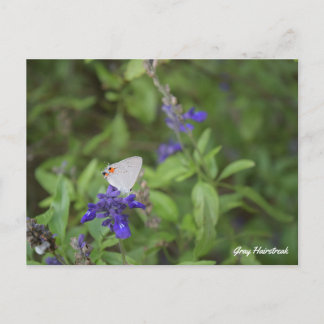 Carte Postale Papillon Strigae Gris