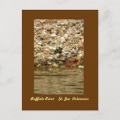 Carte Postale Papillon sur Buffalo (Devant)