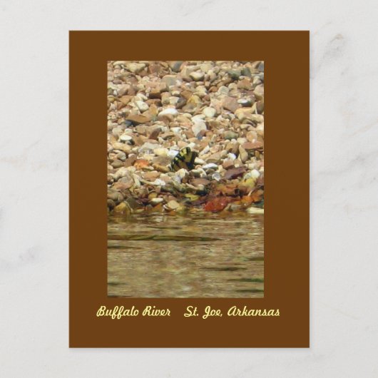 Carte Postale Papillon sur Buffalo (Devant)