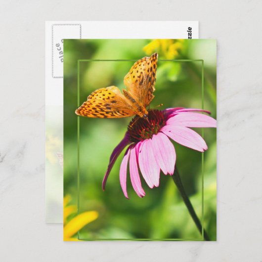 Carte Postale Papillon sur confleur pourpre (Devant / Derrière)