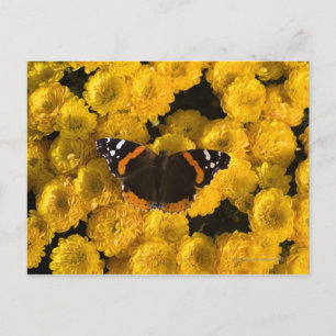 Carte Postale Papillon sur des asters jaunes