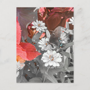 Carte Postale Papillon sur des fleurs blanches avec feuillage ro