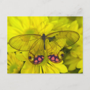 Carte Postale Papillon sur des fleurs jaunes
