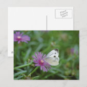 Carte Postale Papillon sur fleur (Devant / Derrière)