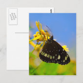 Carte Postale Papillon sur Fleur Jaune (Devant / Derrière)
