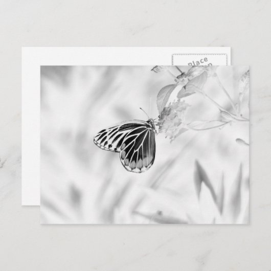 Carte Postale Papillon sur fleur - Noir et Blanc (Devant / Derrière)