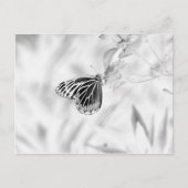 Carte Postale Papillon sur fleur - Noir et Blanc (Devant)