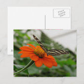 Carte Postale Papillon sur Fleur orange (Devant / Derrière)