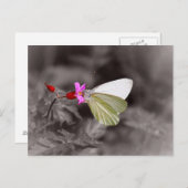 Carte Postale Papillon Sur Fleur Rose (Devant / Derrière)