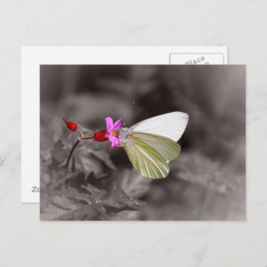 Carte Postale Papillon Sur Fleur Rose (Devant / Derrière)