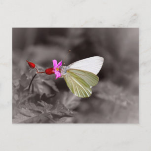 Carte Postale Papillon Sur Fleur Rose