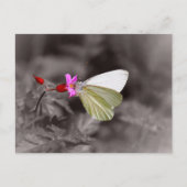 Carte Postale Papillon Sur Fleur Rose (Devant)