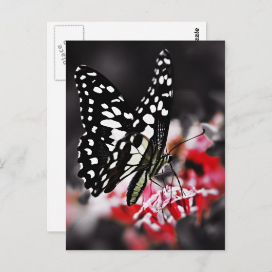 Carte Postale Papillon sur Fleur rouge (Devant / Derrière)