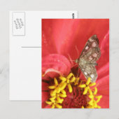 Carte postale Papillon sur fleur rouge (Devant / Derrière)