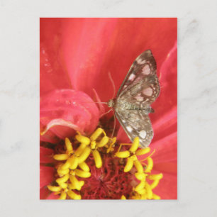 Carte postale Papillon sur fleur rouge