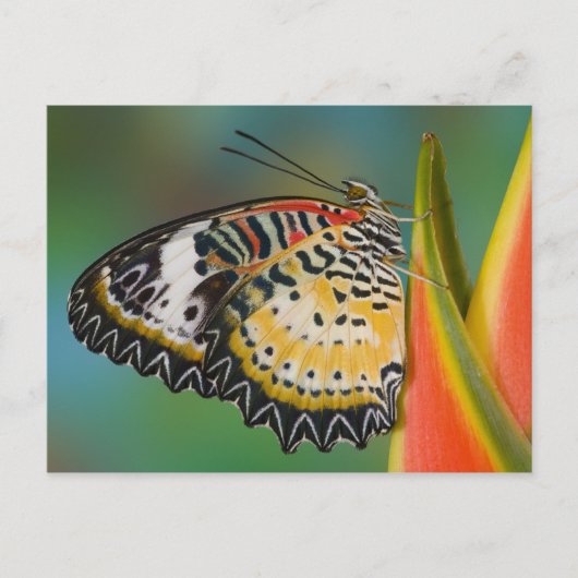 Carte Postale Papillon sur fleur tropicale (Devant)