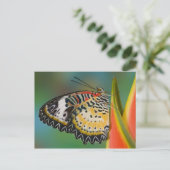 Carte Postale Papillon sur fleur tropicale (Debout devant)