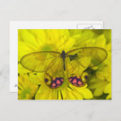 Carte Postale Papillon sur Fleurs Jaunes (Devant / Derrière)