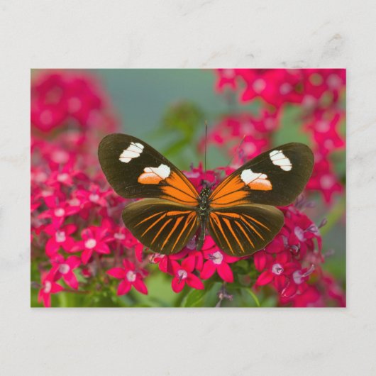 Carte Postale Papillon sur fleurs roses (Devant)