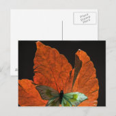 Carte Postale Papillon sur la feuille 2 (Devant / Derrière)