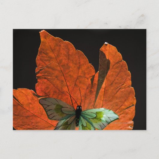Carte Postale Papillon sur la feuille 2 (Devant)