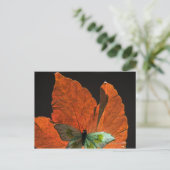 Carte Postale Papillon sur la feuille 2 (Debout devant)