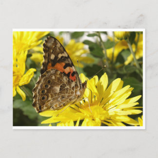 Carte Postale Papillon sur la fleur jaune.