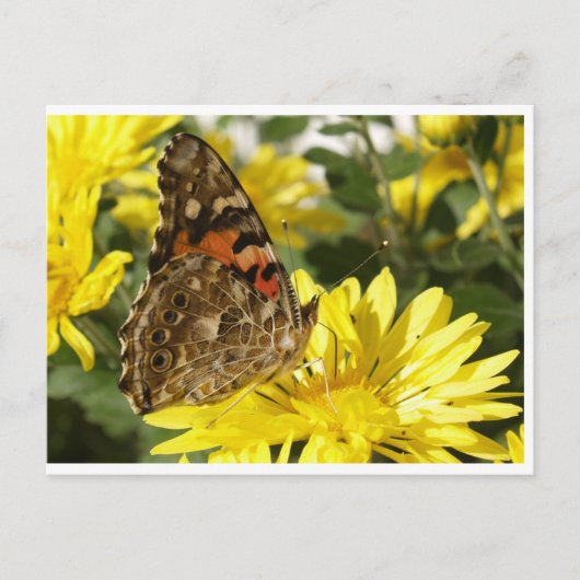 Carte Postale Papillon sur la fleur jaune. (Devant)