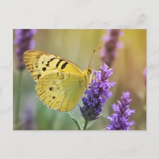 Carte Postale Papillon sur Lavande (Devant)