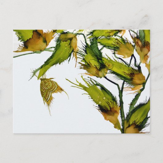 Carte postale "Papillon sur Milkweed" (Devant)