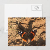 Carte Postale papillon sur terre (Devant / Derrière)
