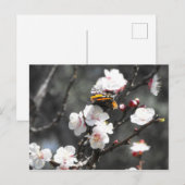 Carte Postale Papillon sur un arbre aux amandes (Devant / Derrière)