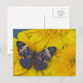 Carte Postale Papillon sur une Fleur Jaune (Devant / Derrière)