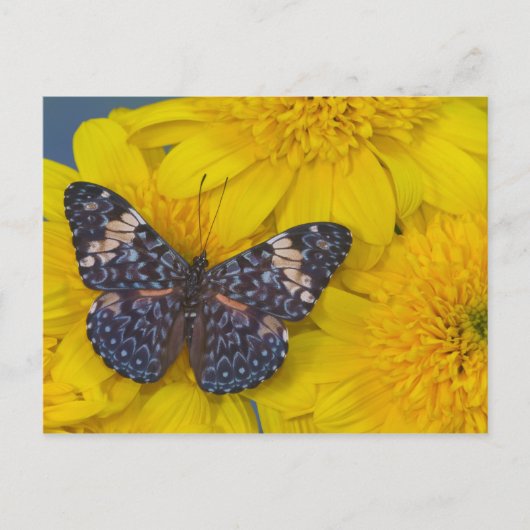 Carte Postale Papillon sur une Fleur Jaune (Devant)