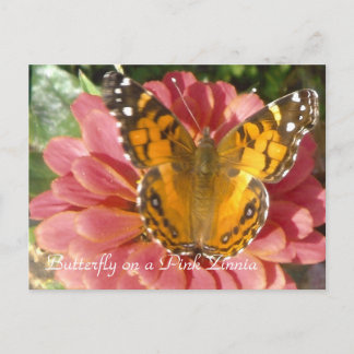 Carte Postale Papillon sur une Zinnia rose