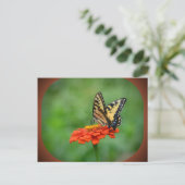Carte postale Papillon sur Zinnia (Debout devant)