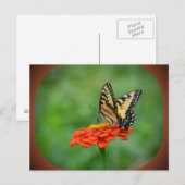 Carte postale Papillon sur Zinnia (Devant / Derrière)