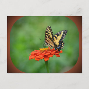 Carte postale Papillon sur Zinnia