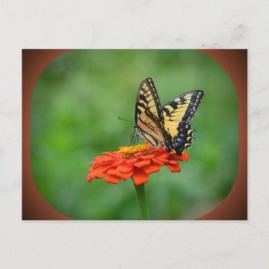 Carte postale Papillon sur Zinnia (Devant)