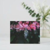 Carte Postale Papillon suspendu aux fleurs (Debout devant)