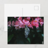 Carte Postale Papillon suspendu aux fleurs (Devant / Derrière)